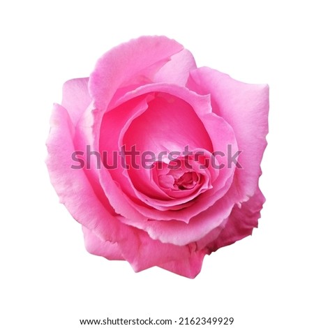 Flower rose pink, single, close up, isolated on white background