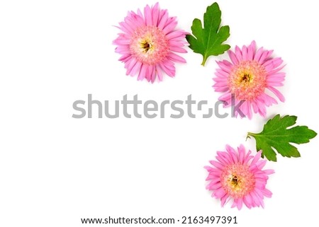 Pattern of chrysanthemum flowers isolated on white background. Place for your text.