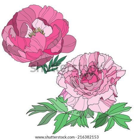 Vector illustration with peony