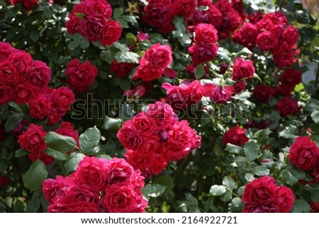 Red roses in May bloom on the street and are beautiful.