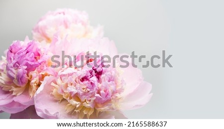 Beautiful spring, Pink peony flower background