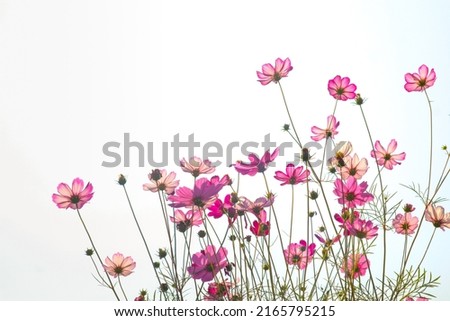 Pink cosmos flower blooming on a white background.