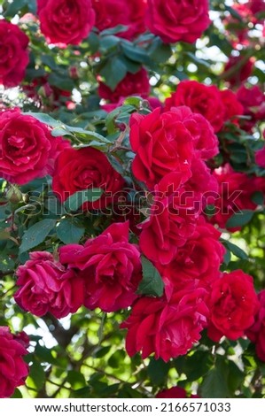 beautiful red roses in bloom in a rose garden with rich green leaves foliage, symbol of passion and love