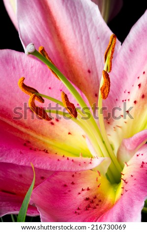Macro photography of a fragment of lily flower with white-pink petals on a black background