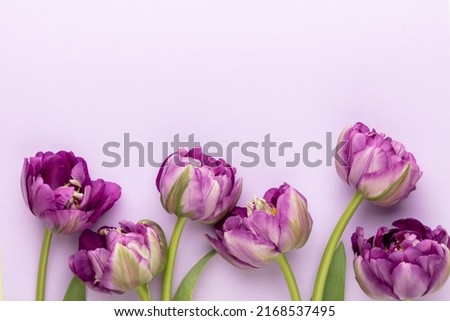 Lilac tulip flowers on pastel background.