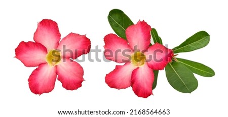 Adenium or Desert Rose pink flower isolated on white background with clipping path.