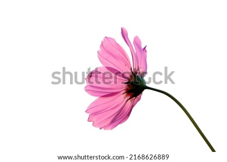 Beautiful art color cosmos flower