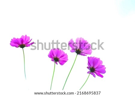 Cosmos is a flower that blooms in winter.