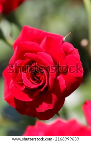 Bright vivid red colored rose flower head of 