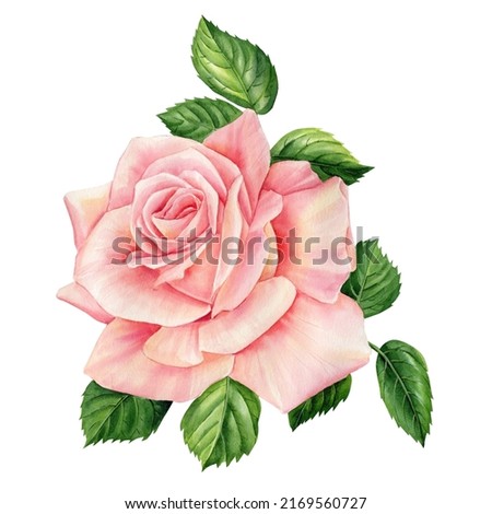 Pink Roses flower, leaves on a white background, floral design. Hand drawn botanical watercolor painting 