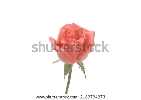 Closeup of beautiful fresh pink (old rose) rose flower isolated in white background.