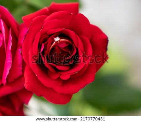 gold diamond ring with beautiful red rose on blur background, valentines gift surprise proposal, luxury jewelry