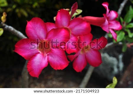 Vibrant Pink Hawaiian Flower Blooms