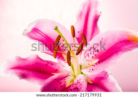 lilly flower isolated on pink  background