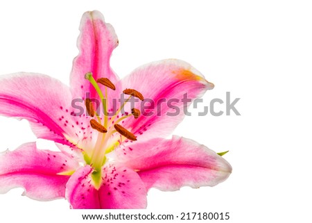 lilly flower isolated on white background