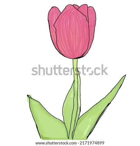 Isolated red and pink Tulip flower 