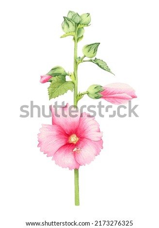 Pink mallow flower. Watercolor illustration, element on a white background.