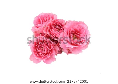 Bouquet of roses isolated on a white background.