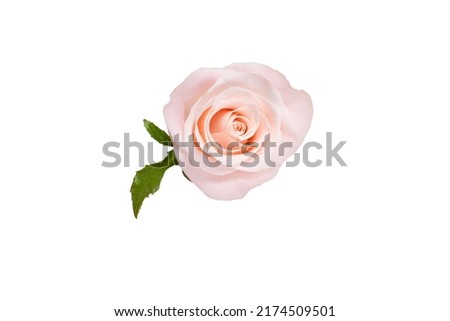 Pink rose isolated on white background close up top view.