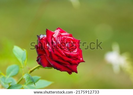Red rose with dew drops. Macro photo. Close-up