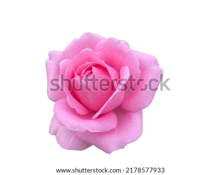 Closeup single pink rose flower isolate on white background.