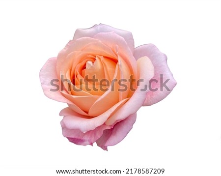 Closeup single pink rose flower isolate on white background.