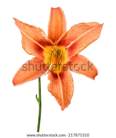 flowers  lily isolated on a white background