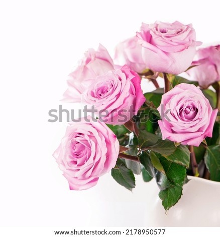 Rose flower with clipping path, side view. Beautiful roses on stem with leaves isolated on white background.