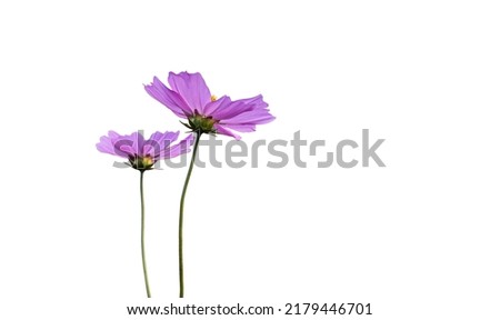 Pink cosmos flower isolated on white background with copy space. Floral depth of field include clipping path.