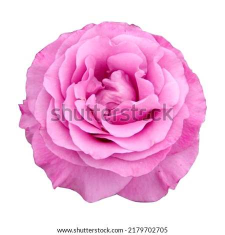 Purple rose isolated on white background.