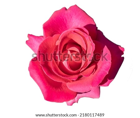 Pink single rose head close up on white background. 