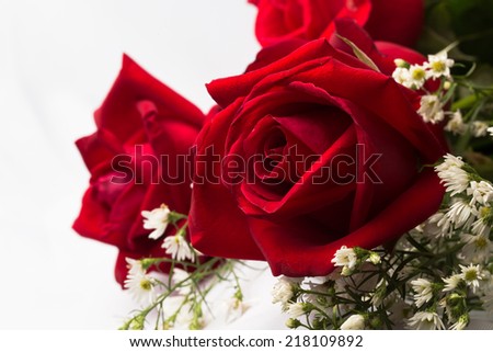 Holland roses on white background