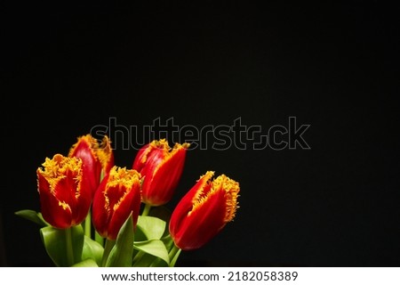 beautiful terry tulips on a black background. beautiful flower card. copyspace