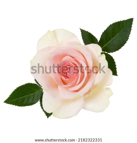 Pink rose isolated over white background closeup. Rose flower head in air, without shadow. Top view, flat lay.