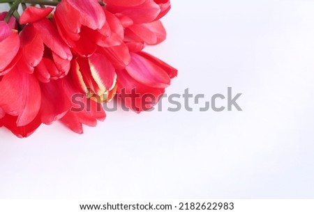 Bouquet of red tulips on a white background. Spring flower arrangement. Background for a greeting card.