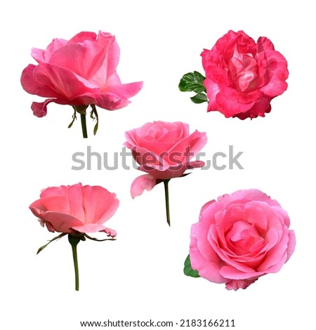 Bright pink roses set with leaves delicate isolated flower branch on the white background, vibrant color cutout object for decor, design, invitations, cards, soft focus and clipping path