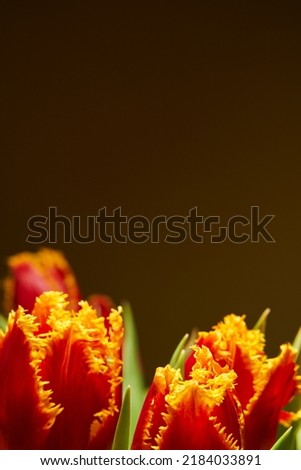 beautiful floral background buds of red tulips with double petals on a dark background. copyspace