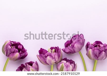 Lilac tulip flowers on pastel background.