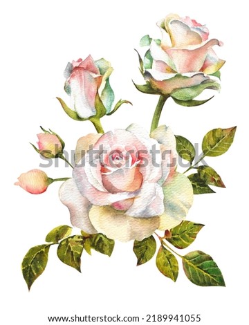 Watercolor white roses. Set of white roses with stems, leaves, twigs and small buds on a white background