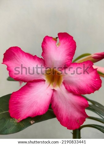 the blooming beauty pink flower. natural and fresh