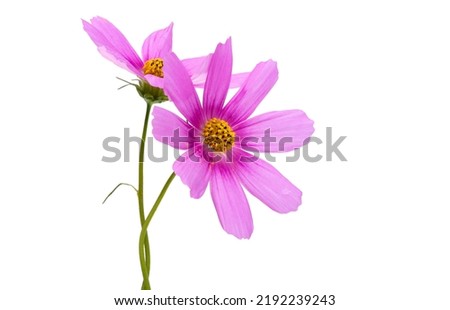 cosmea flower isolated on white background