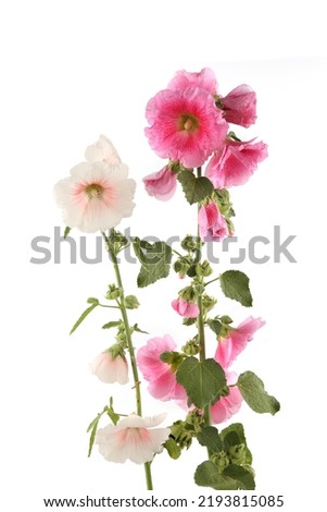 Hollyhock flowers isolated on white background. Pink and white garden flower Alcea rosea.