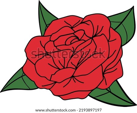 Beautiful red rose with white background vector illustration 3d drawing closeup of a flower bouquet plants calentine
