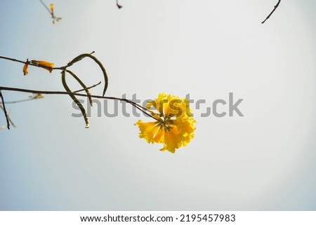 Yellow Flower and Blue Sky