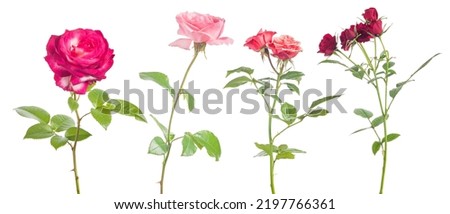 beautiful red color roses isolated on white background