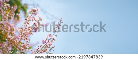 A blooming of flower on branches. Sakura thailand background. Inthanin flower at southern thailand.