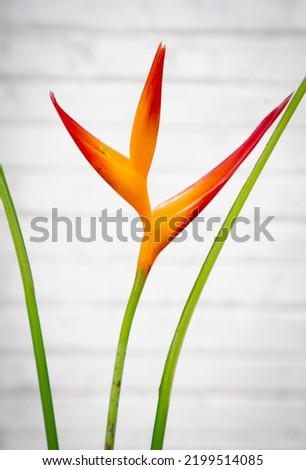 flower in a tropical location