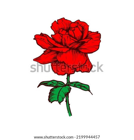 Red rose flower isolated flowering plant sketch. Vector blooming bud, floral bloom