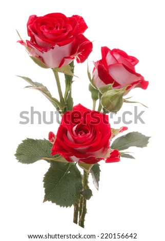 Red rose flower bouquet isolated on white background cutout
