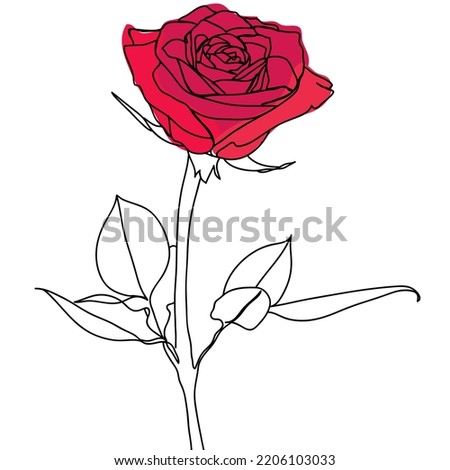 The illustration of rose flower with red petals. Rose flower line art.